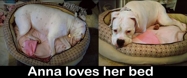 collageannabed collageannabed