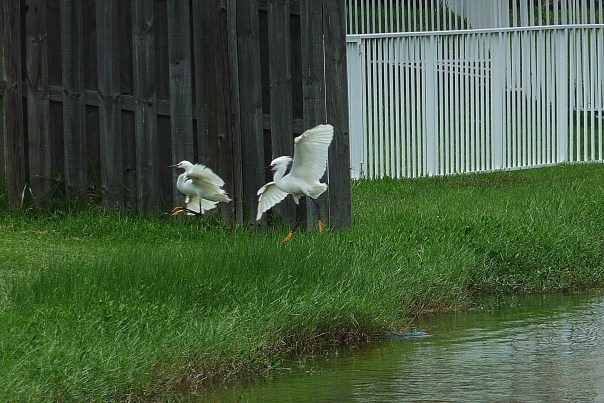 birds flying photography