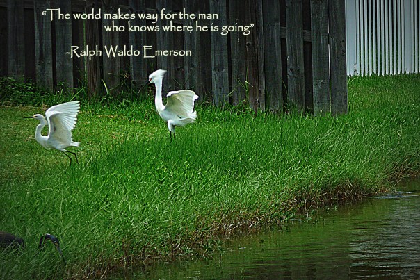 birds flying photography quote