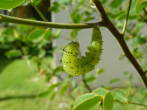 caterpillar P1190224