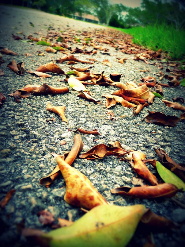 leaves, road, path